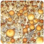 Псилоцибиновые (галлюциногенные)  грибы Psilocybin "Golden Teacher" в Аше