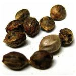 Семена марихуаны АК-47  (Seeds AK-47) в Аше